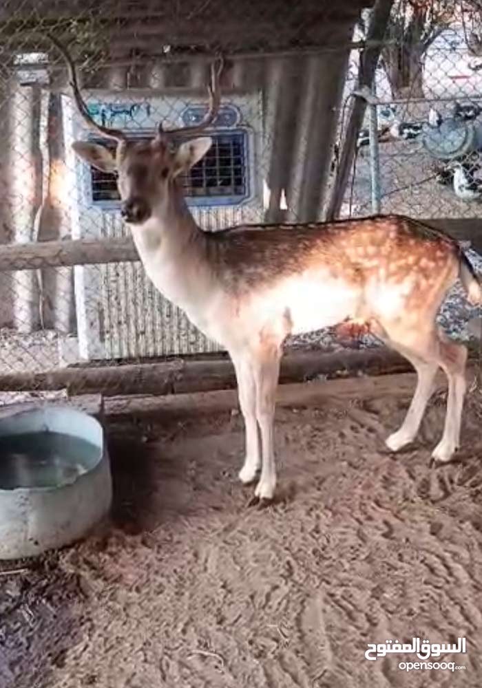 غزال فلودير عمر ثلاث سنوات جنس ذكر صحة ممتازة