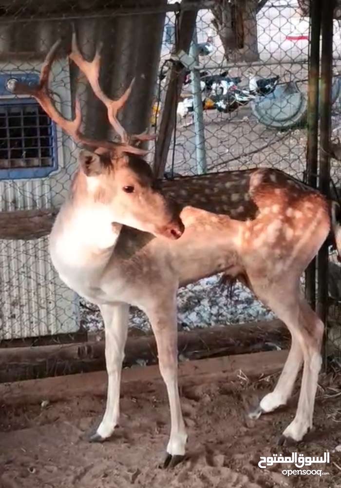 غزال فلودير عمر ثلاث سنوات جنس ذكر صحة ممتازة