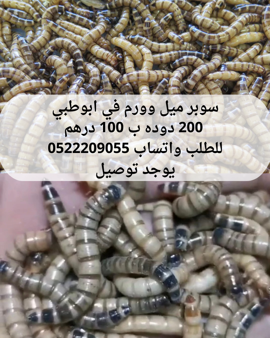 متوفر لدينا في ابوظبي دوده سوبر ميل وورم 200 دودة ب 100 درهم … 
للتواصل واتساب على رقم 0522209055
يوجد لدينا توصيل