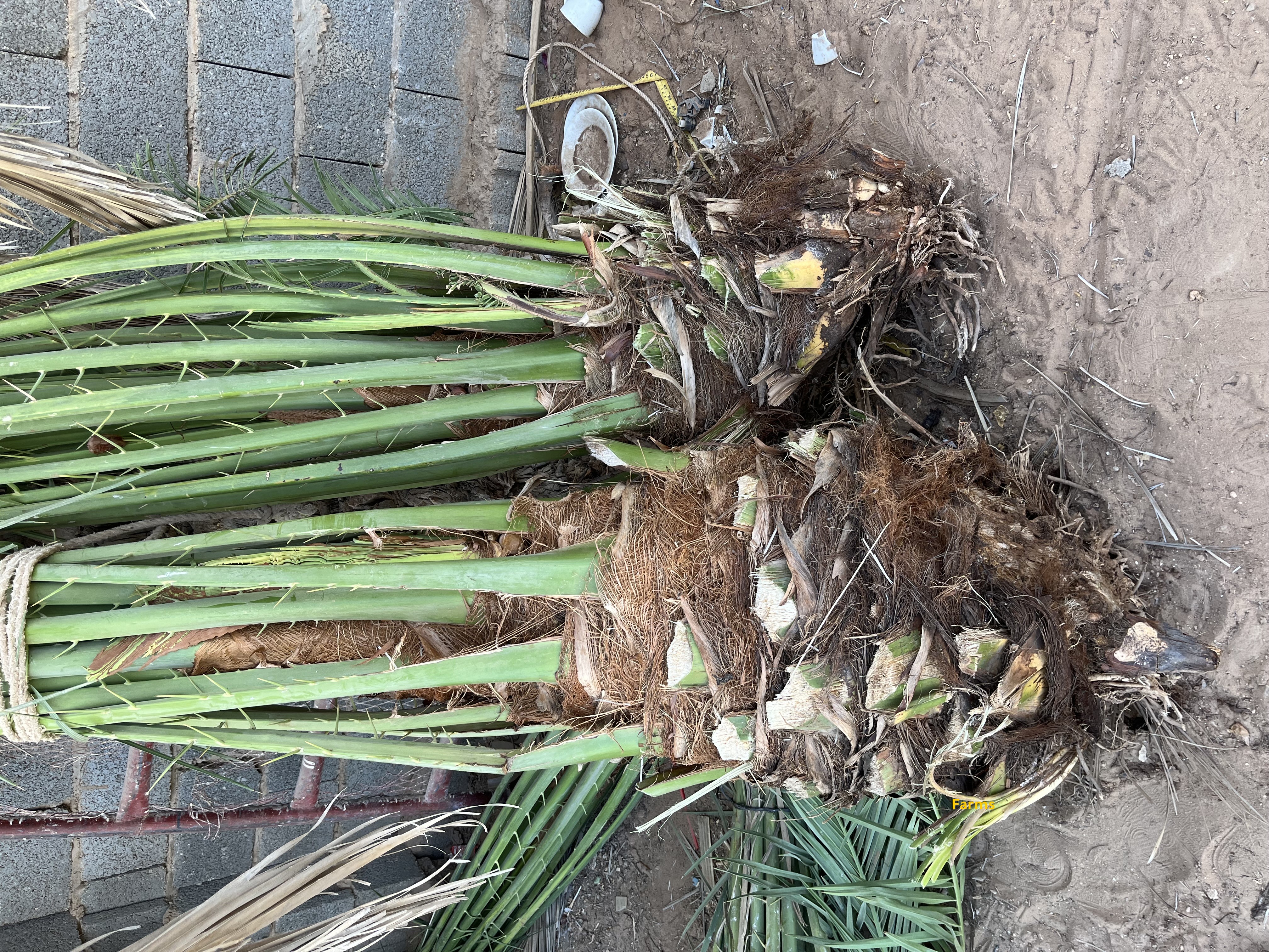 يوجد لدينا نخيل للبيع