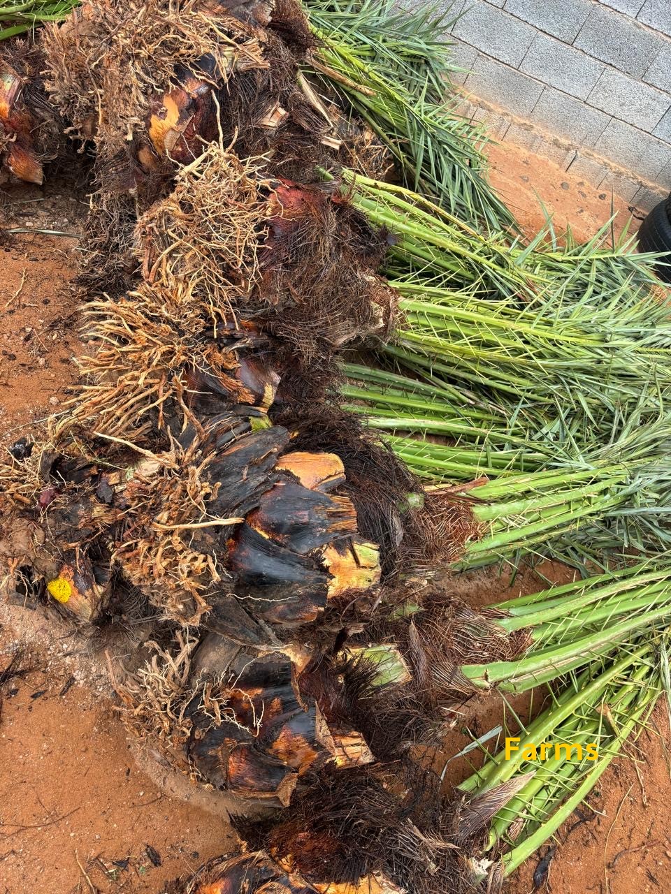 يوجد لدينا نخيل للبيع