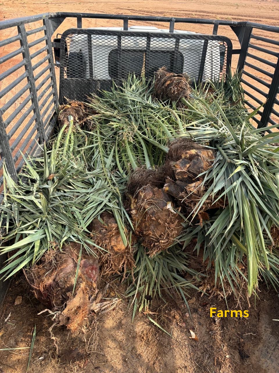 يوجد لدينا نخيل للبيع