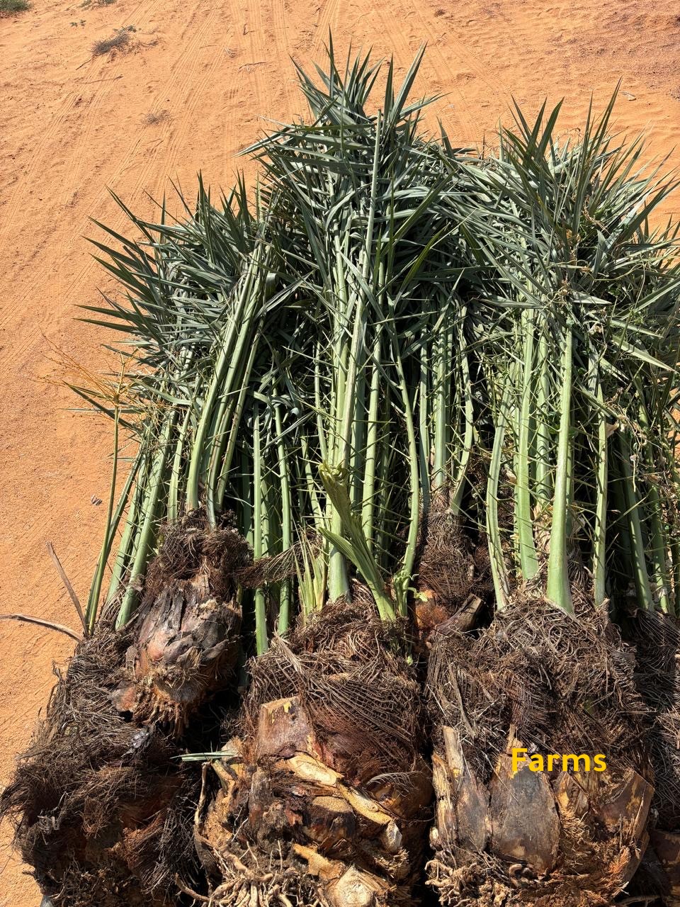 يوجد لدينا نخيل للبيع