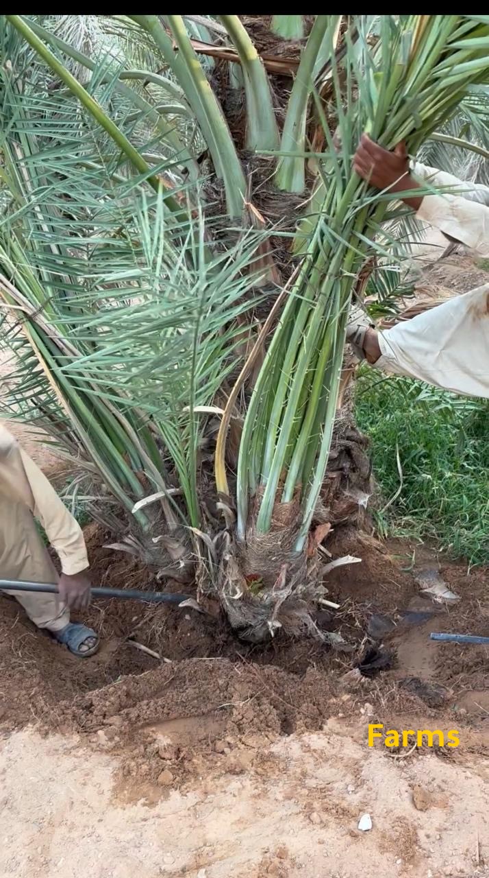 يوجد لدينا نخيل للبيع