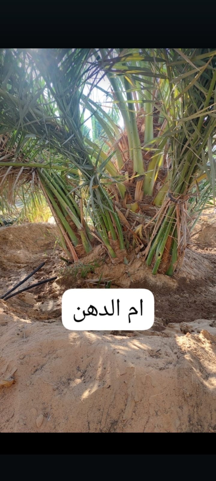 نخلة ام الدهن