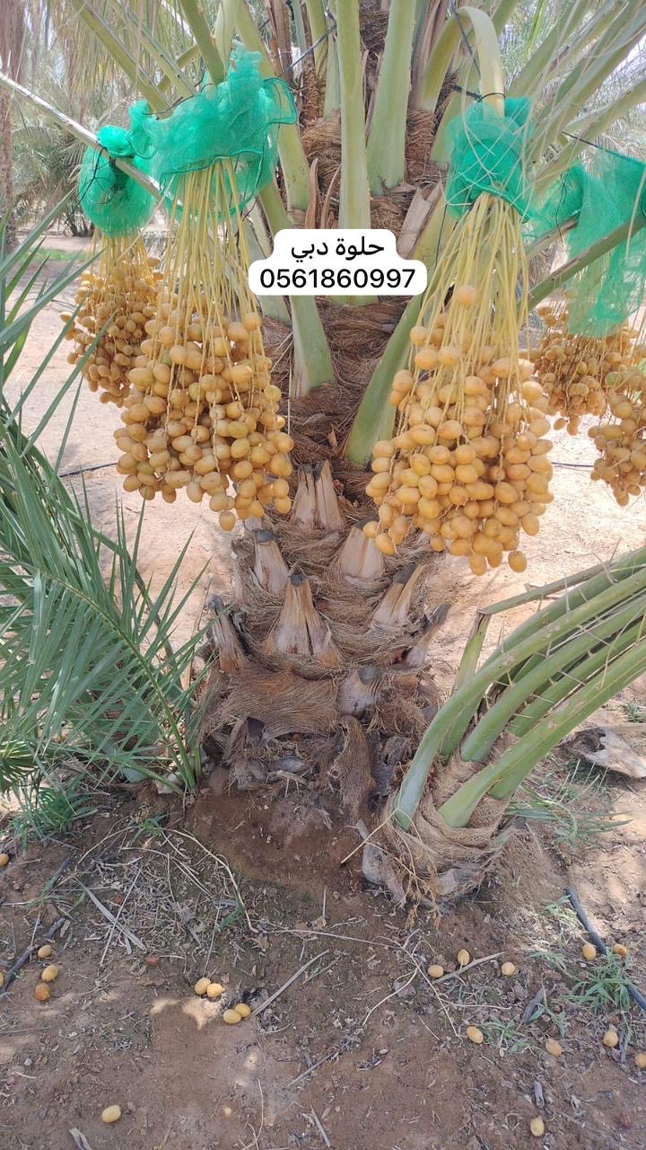 نخلة حلوة دبي