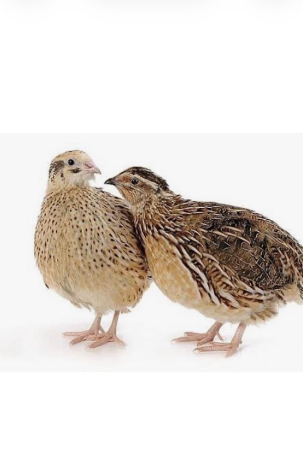 سمان ( فرّي ) للبيع سعر الجمله 4 دراهم اقل كميه 100 حبه العمر 30 يوم