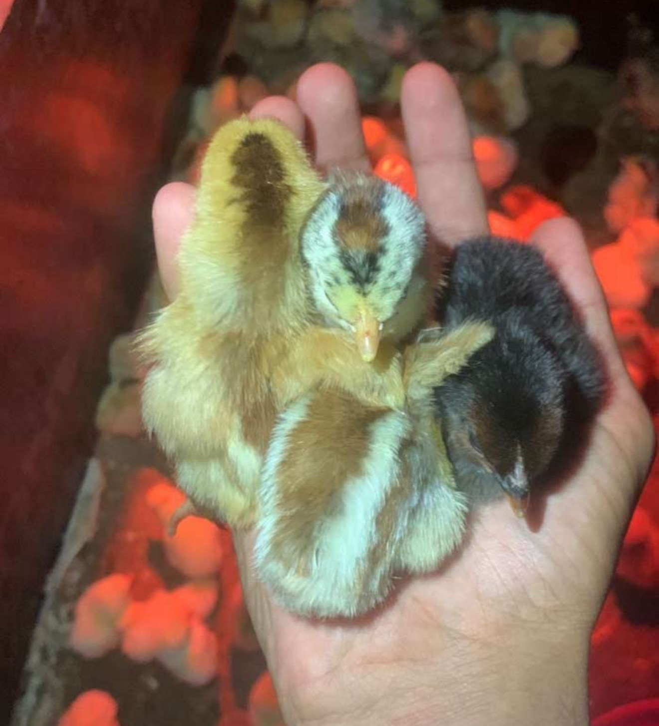 للبيع بط محلي وللبيع دجاج وعصافير دجاج عندي أنواع من دجاج