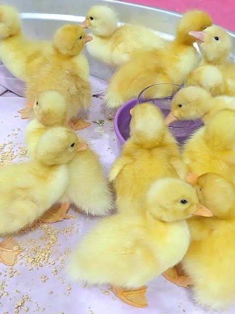 للبيع بطه متوفر فقط 100 حبه وللبيع حبه على 40 درهم للجاد فقط تواصل معي