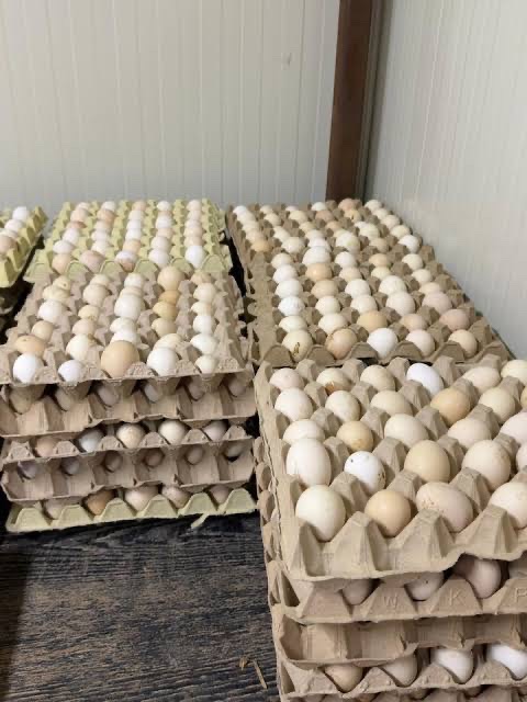 للبيع بيض دجاج عربي ومكس ملقح ب 50 كرتون