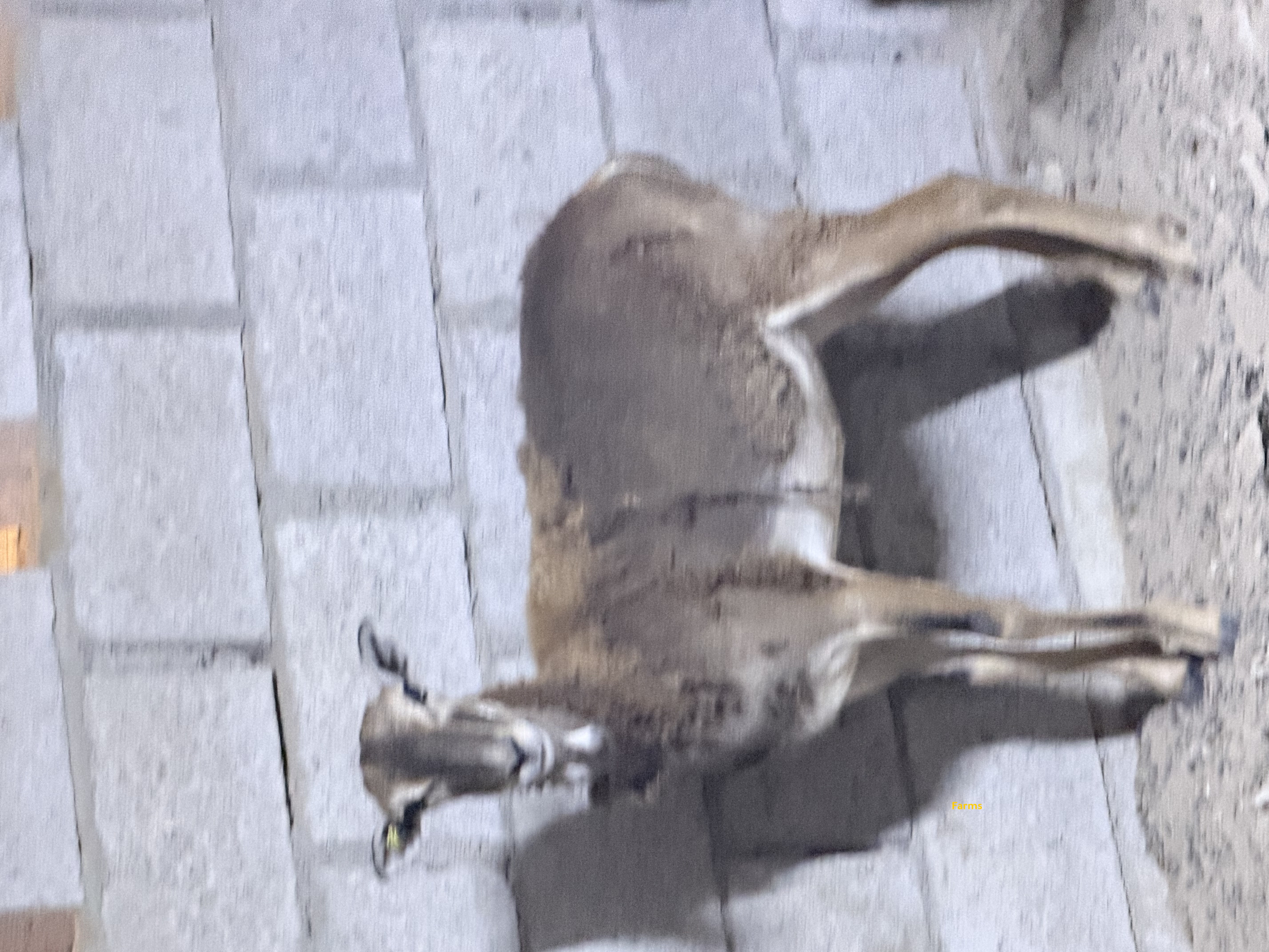 وعل المافلون