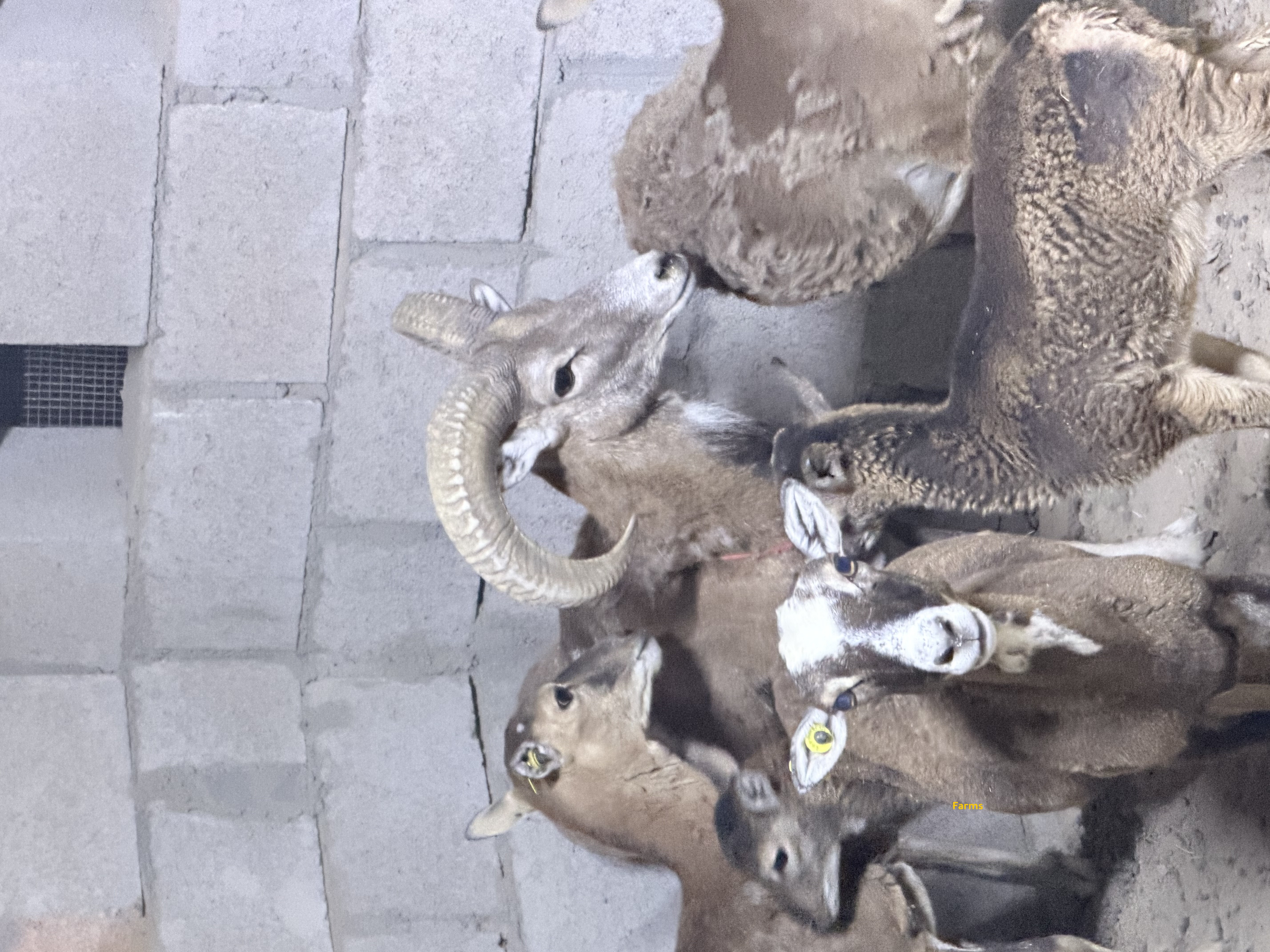 وعل المافلون