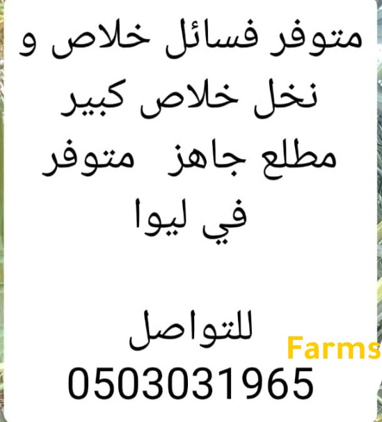 نخل خلاص للبيع