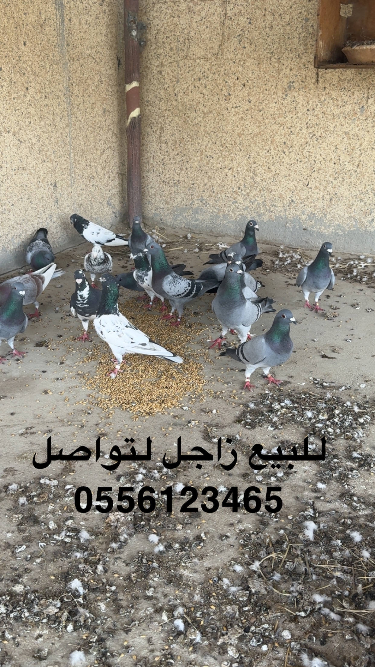 حمام زاجل