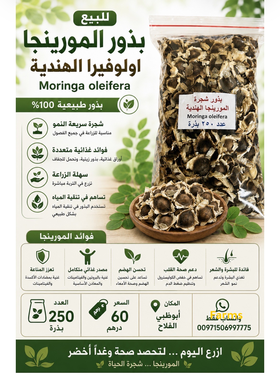 بذور المورينجا