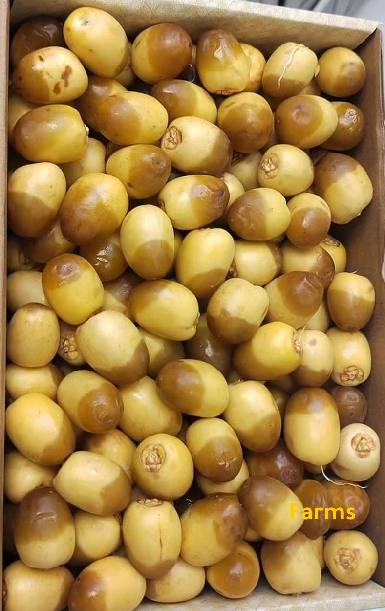 رطب بومعان