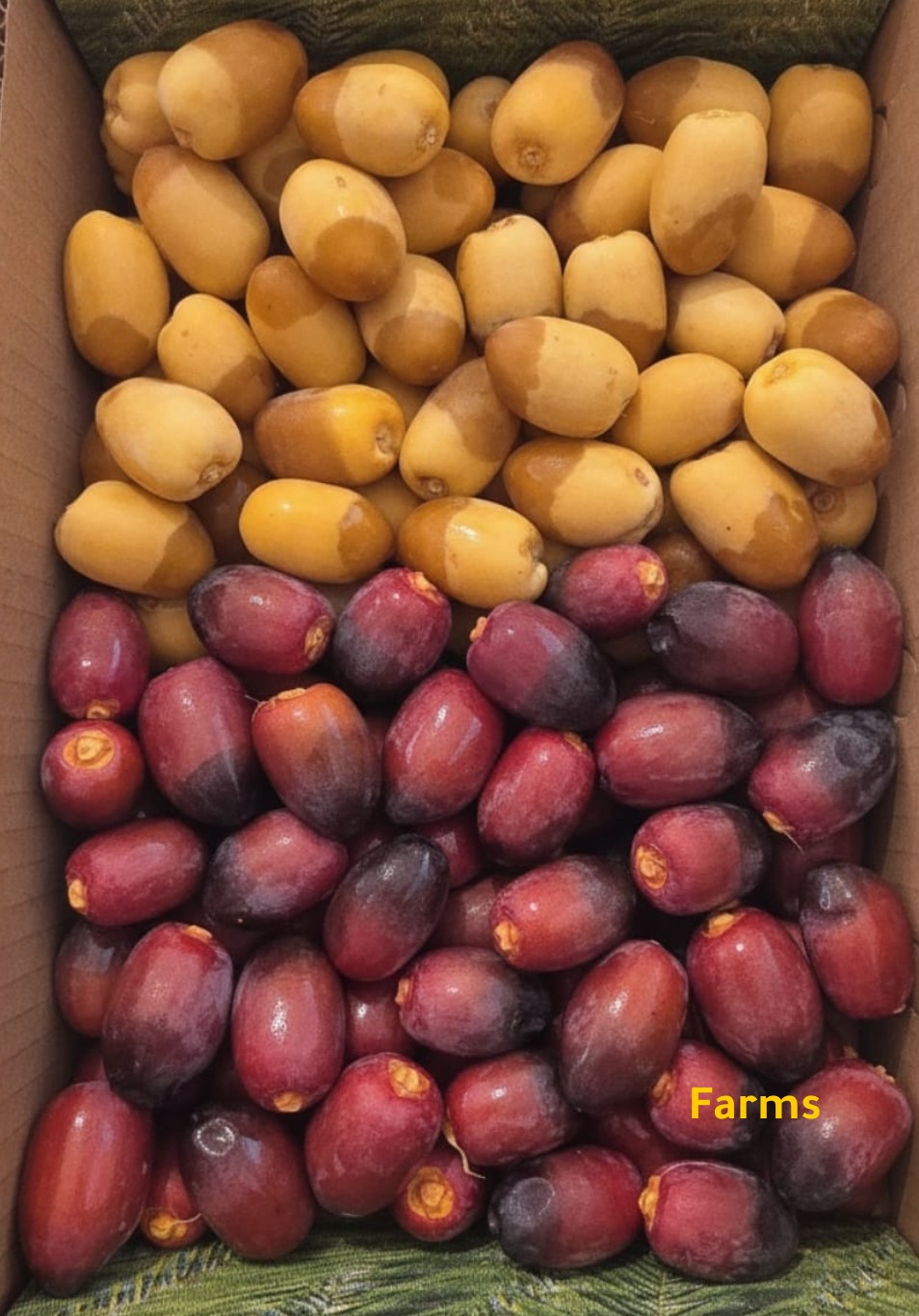 رطب خلاص وخنيزي