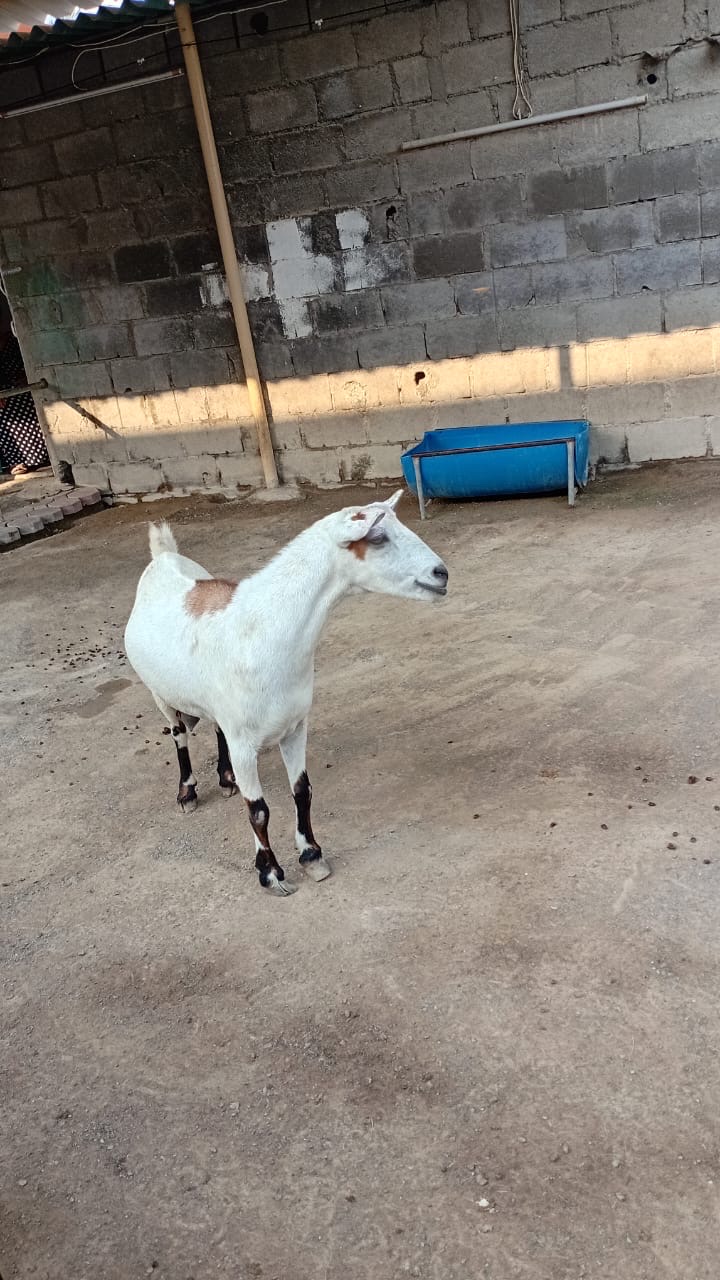 عنز و تيوس للبيع
