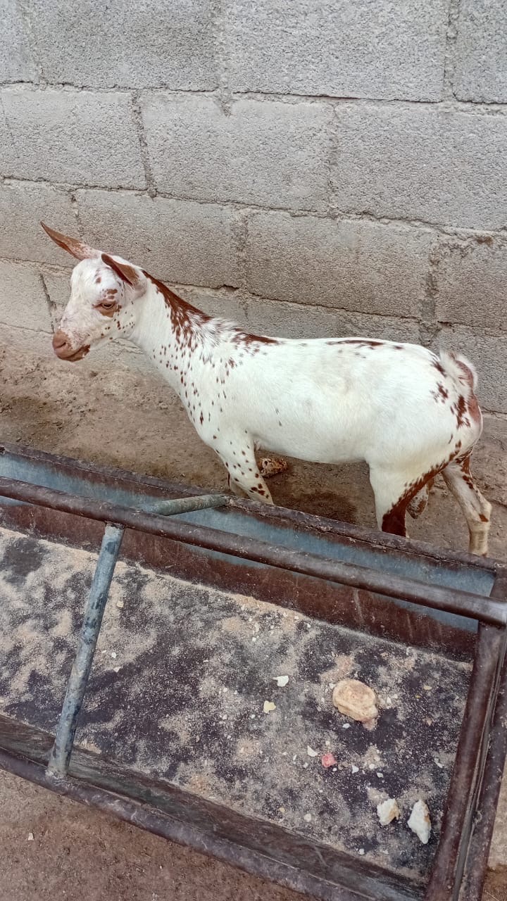 عنز للبيع