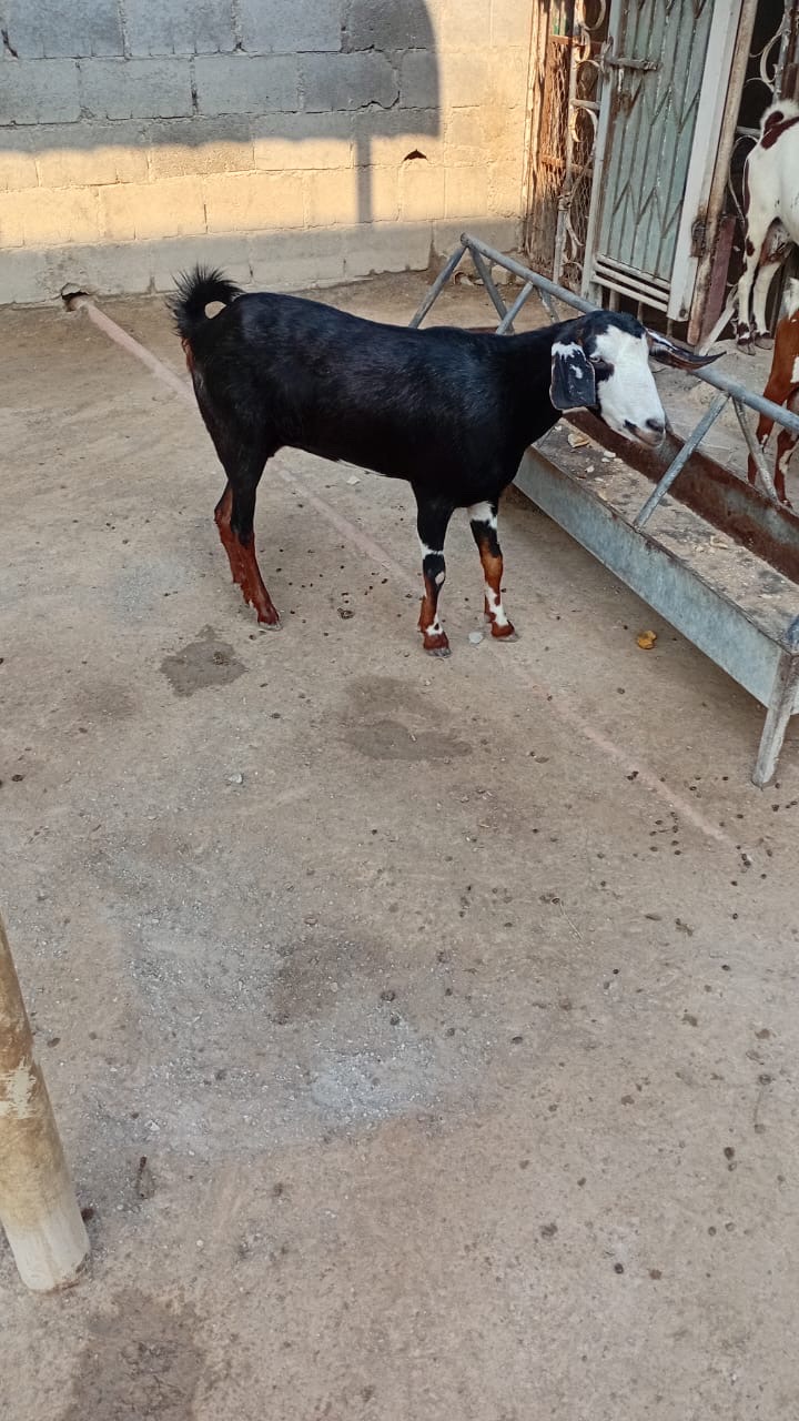 تيس للبيع