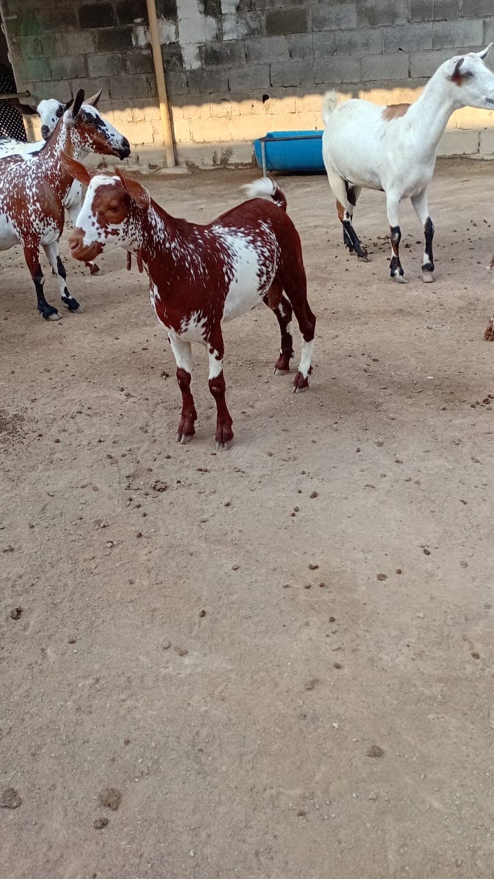 تيس للبيع