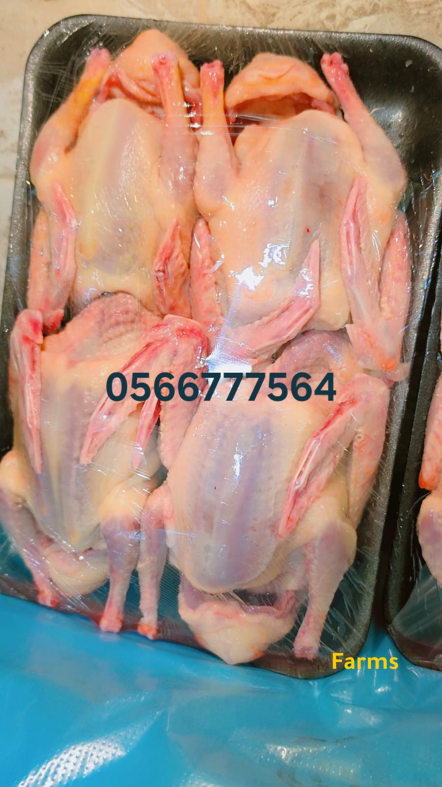 حمام لاحم زغاليل فرش