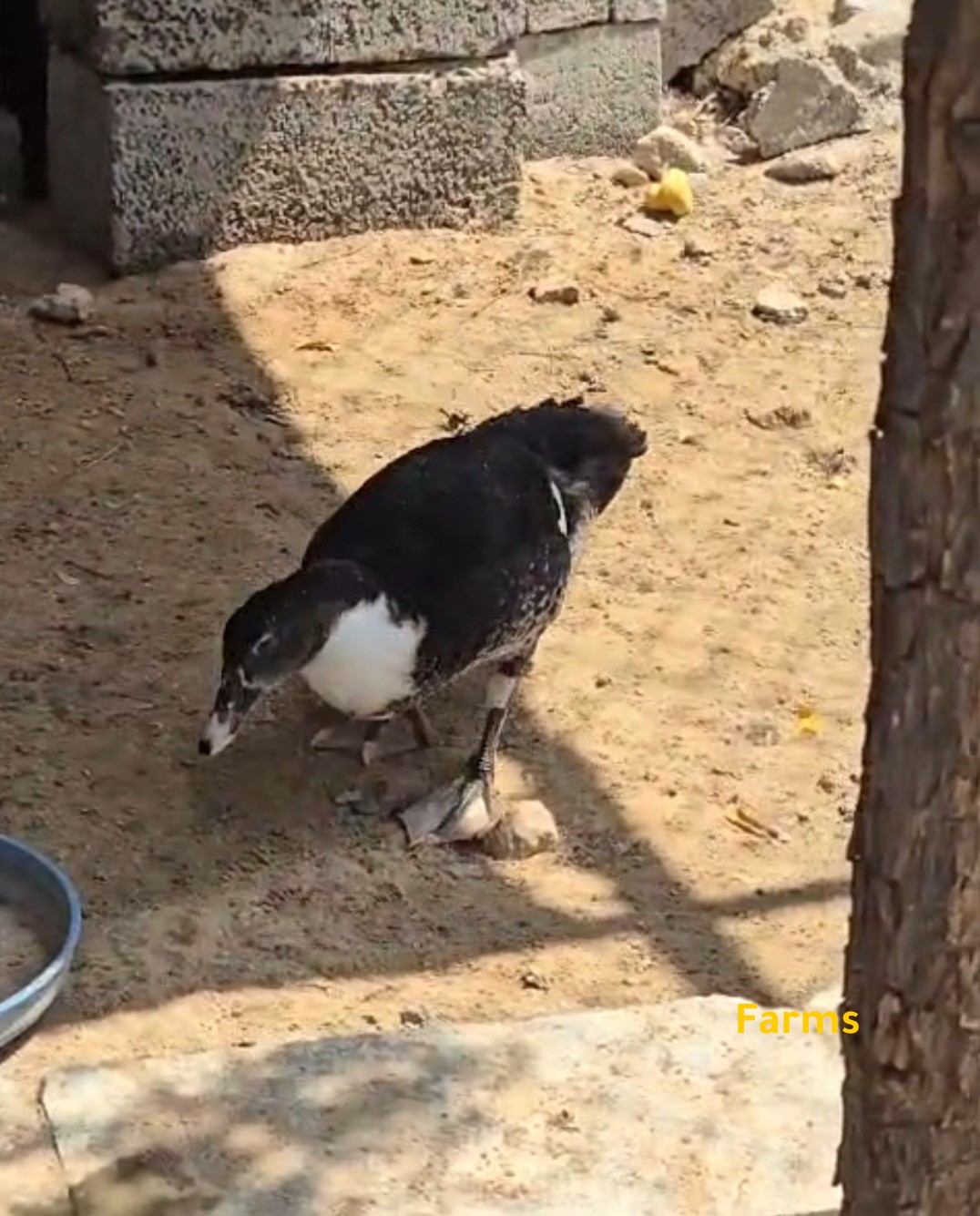 بط مسكوفي للبيع