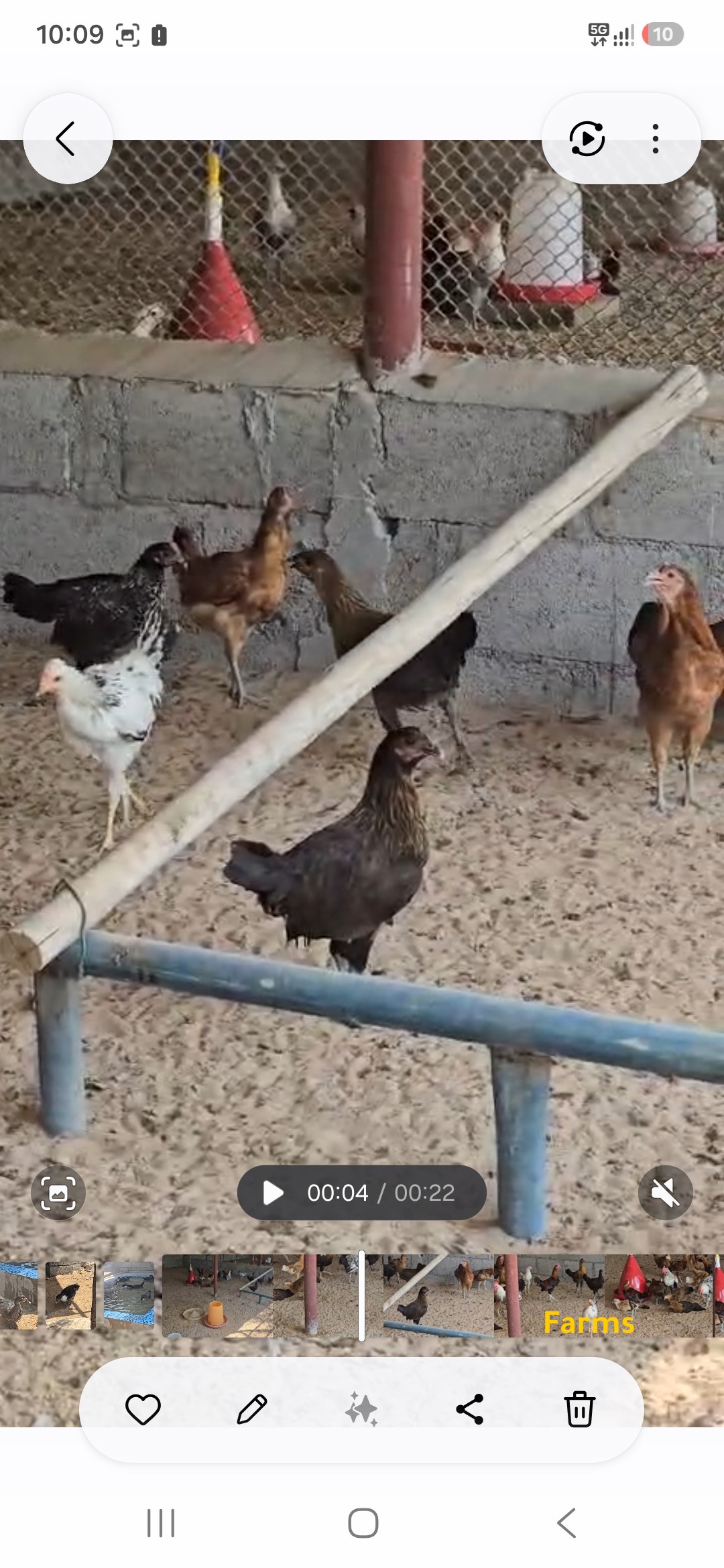 دجاج فرنسي هجين للبيع