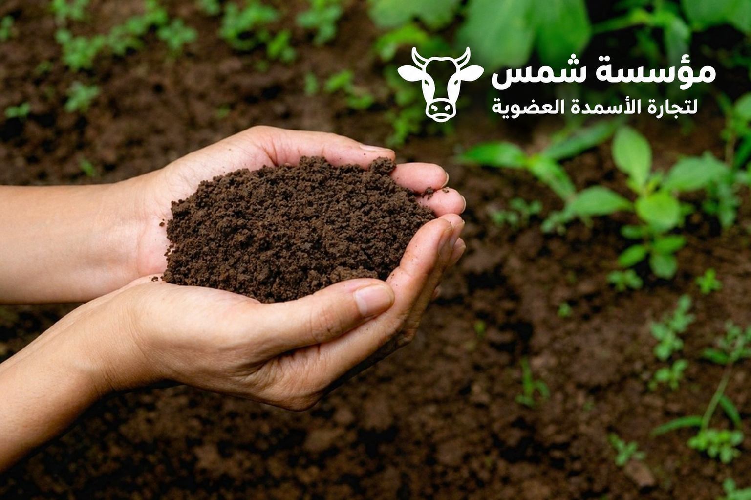 سماد بقر خالص
