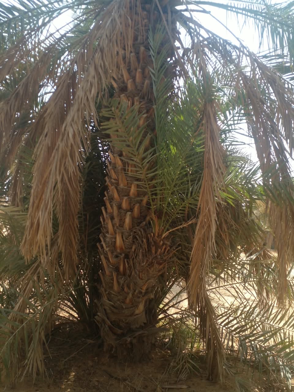 للبيع نخيل للزينه تواصل على رقم 0503658863