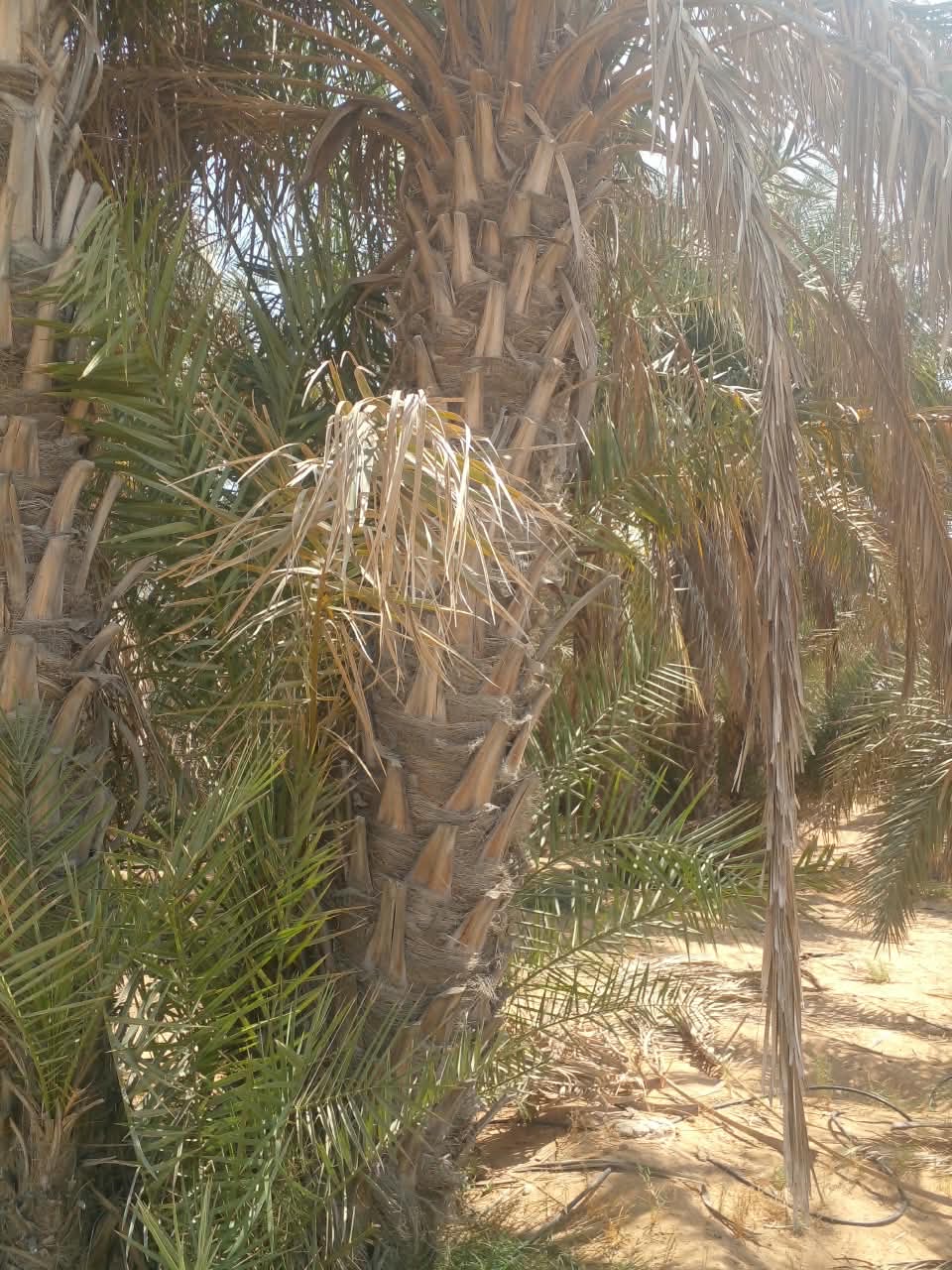 للبيع نخيل للزينه تواصل على رقم 0503658863