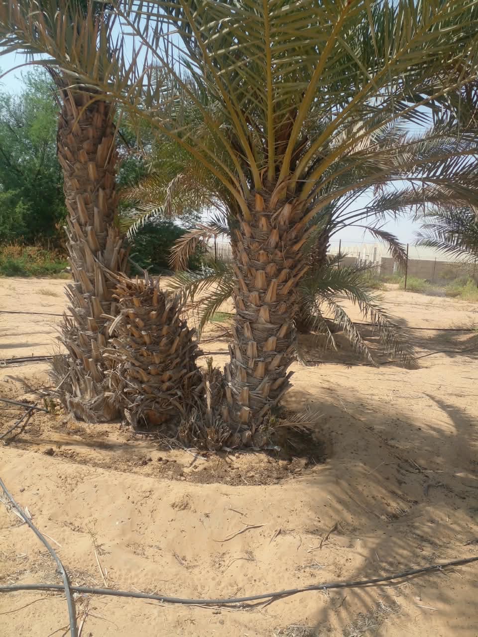 للبيع نخيل للزينه تواصل على رقم 0503658863