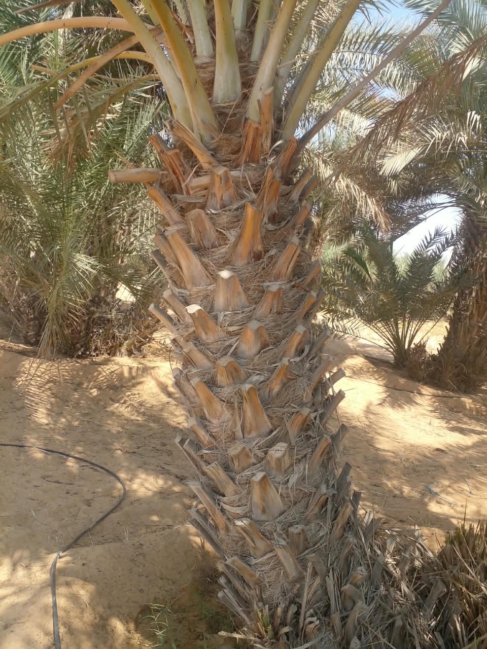 للبيع نخيل للزينه تواصل على رقم 0503658863